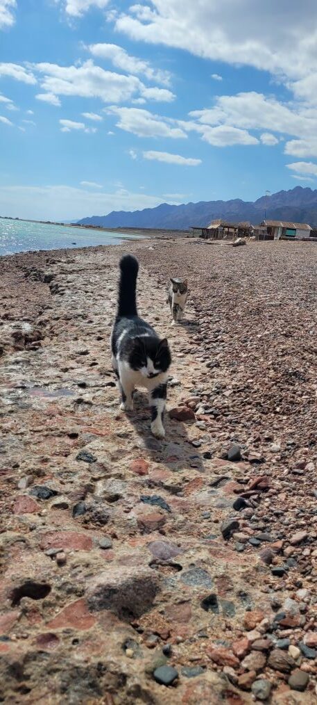 chat sur la plage en Egypte